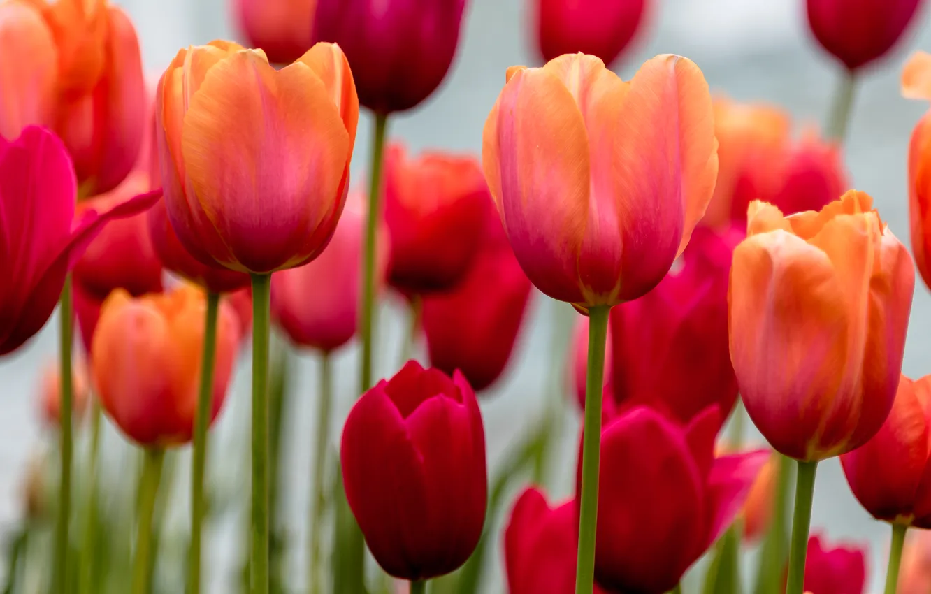 Photo wallpaper flowers, nature, tulips