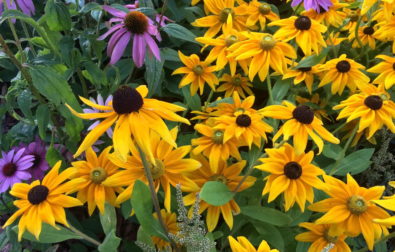 Photo wallpaper flowers, nature, plant, flora