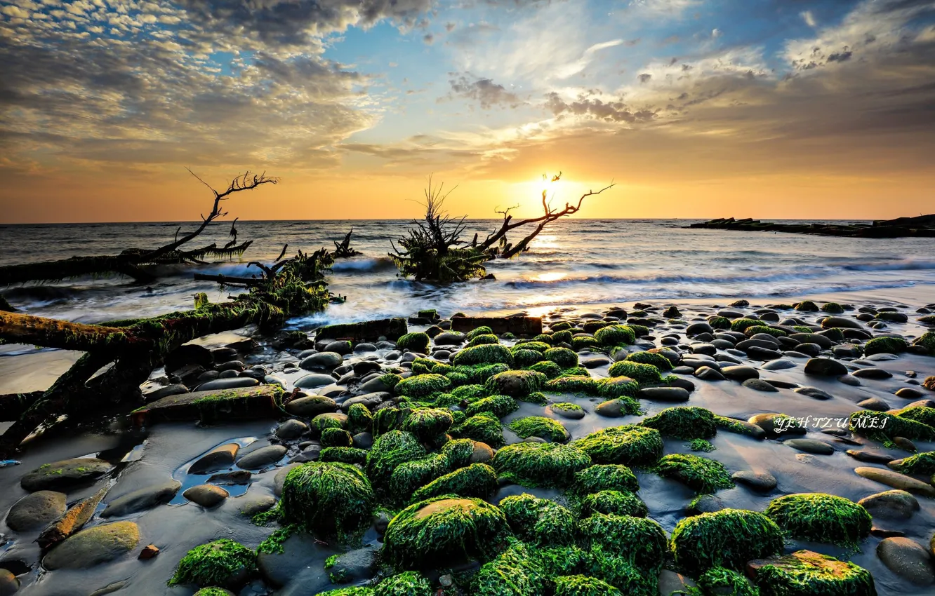 Photo wallpaper sea, algae, sunset, stones, shore, snag