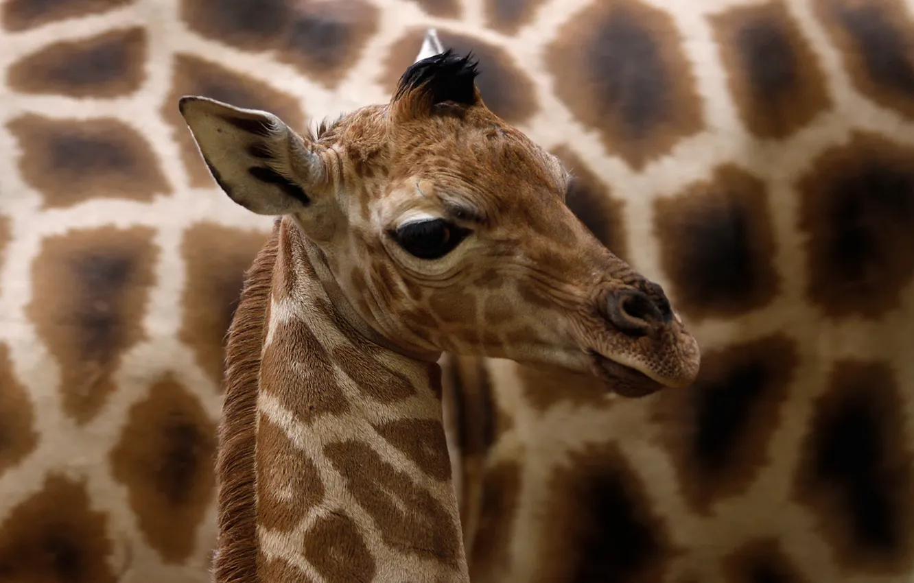 Photo wallpaper cub, a Rothschild giraffe, Giraffa camelopardalis rothschildi