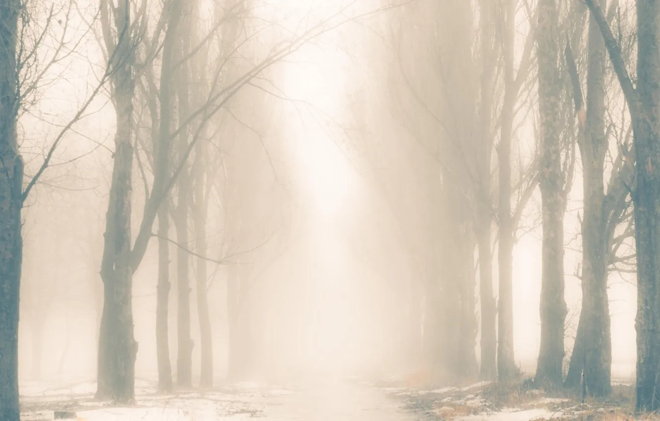 Photo wallpaper trees, fog, trail, silhouette, monochrome