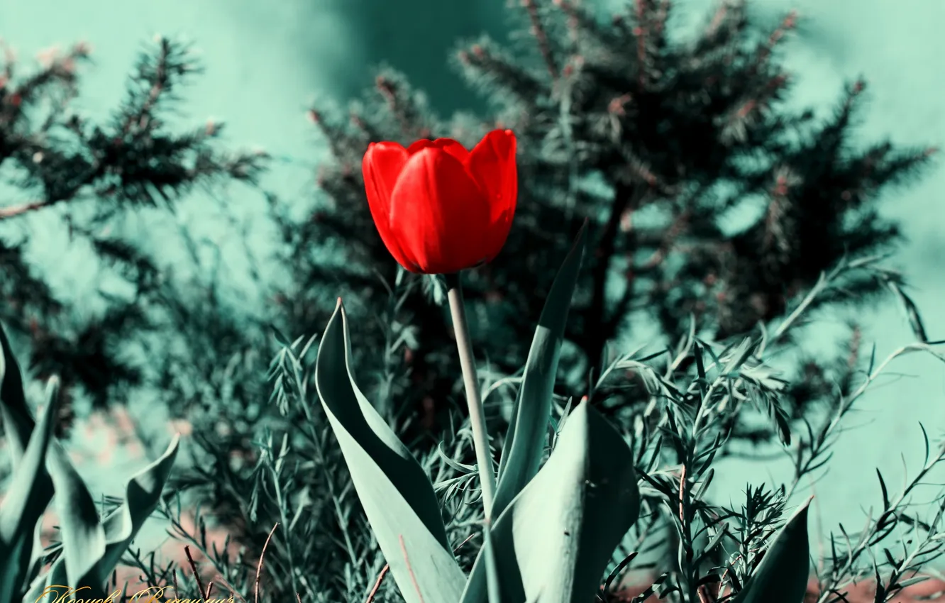 Photo wallpaper flower, Tulip, garden