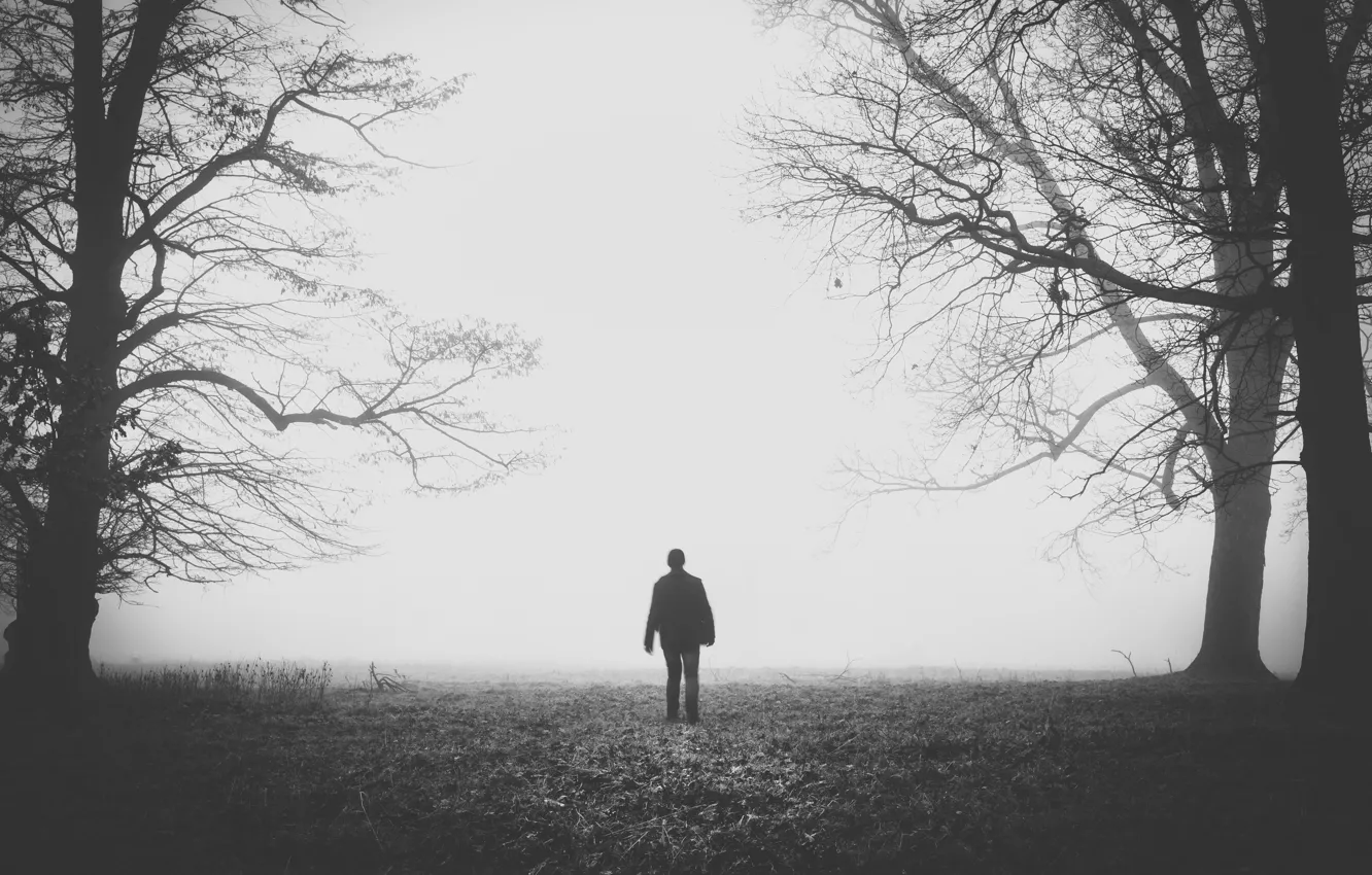 Photo wallpaper field, trees, branches, fog, ago, people