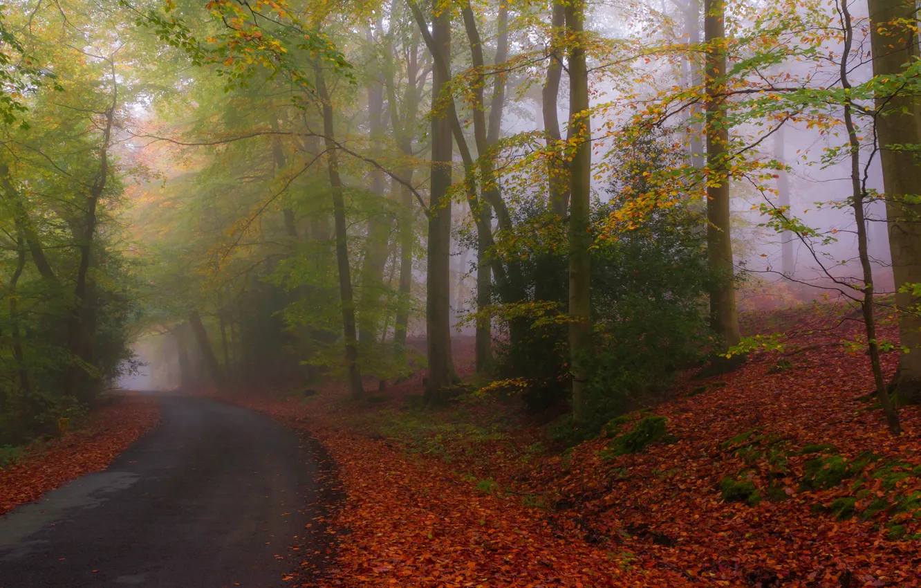 Photo wallpaper road, autumn, forest, nature, Park, foliage, highway
