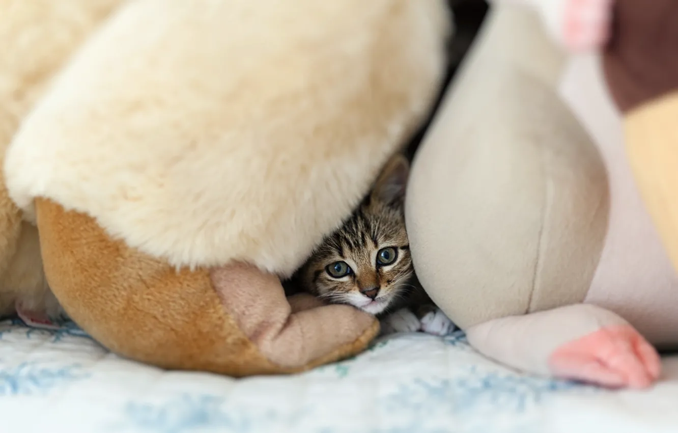 Photo wallpaper cat, look, background