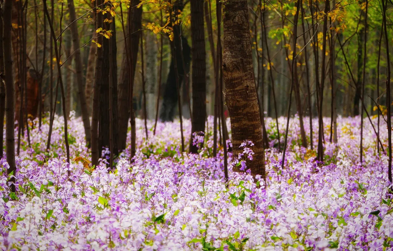 Photo wallpaper forest, grass, flowers, spring