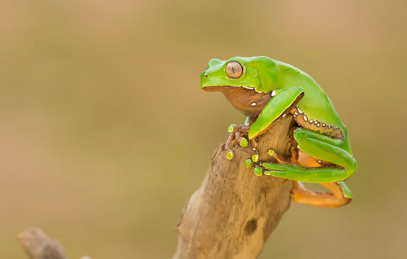 Photo wallpaper green, background, frog