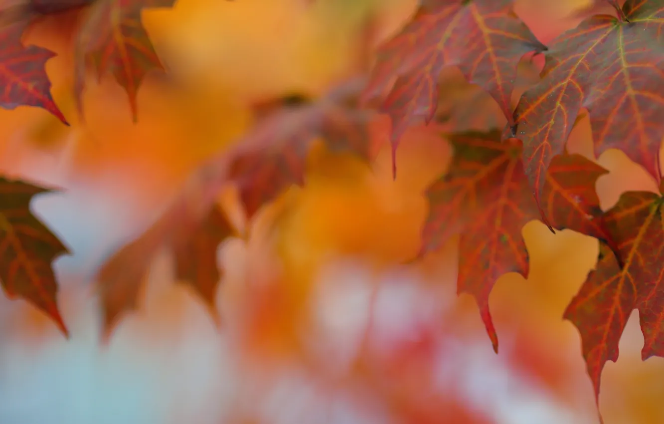 Photo wallpaper autumn, leaves, macro, maple