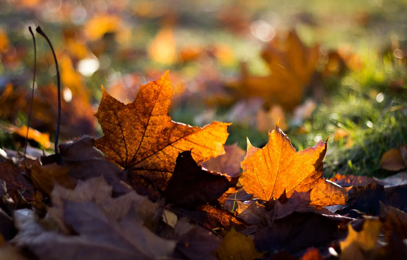 Photo wallpaper autumn, grass, leaves, maple