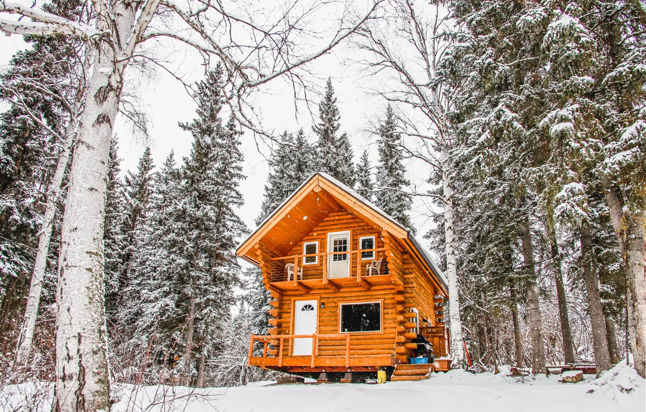 Photo wallpaper winter, snow, trees, Alaska, USA, Alaska, wildlife, wildlife