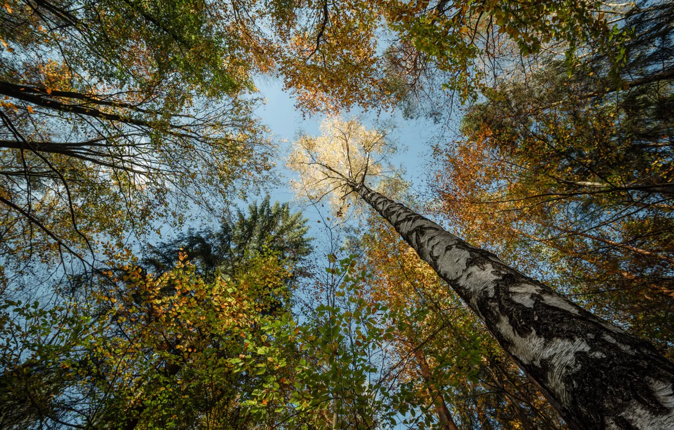 Photo wallpaper autumn, Saxony, Niederrathen, Sächsische Schweiz-Osterzgebirge