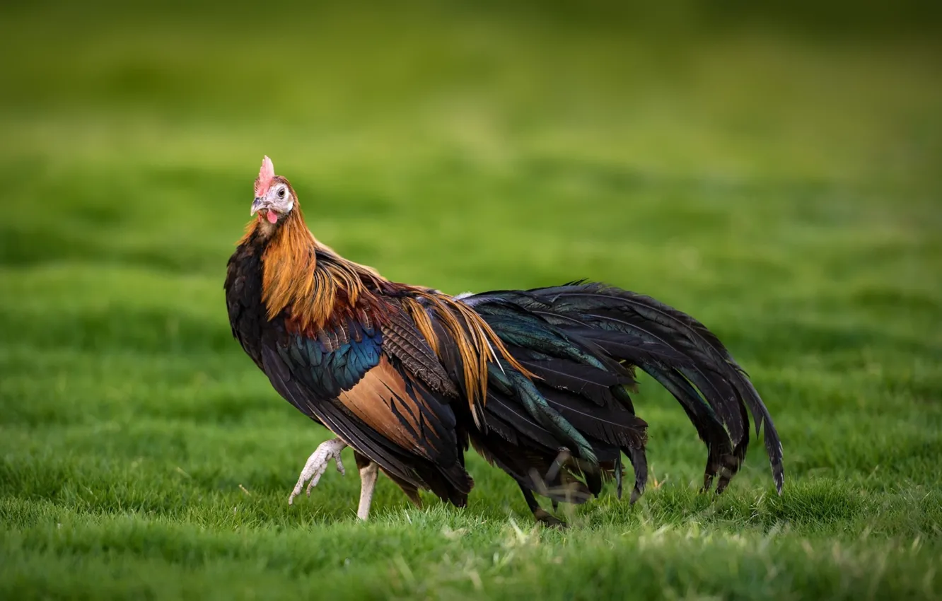 Photo wallpaper nature, bird, weed, pituh