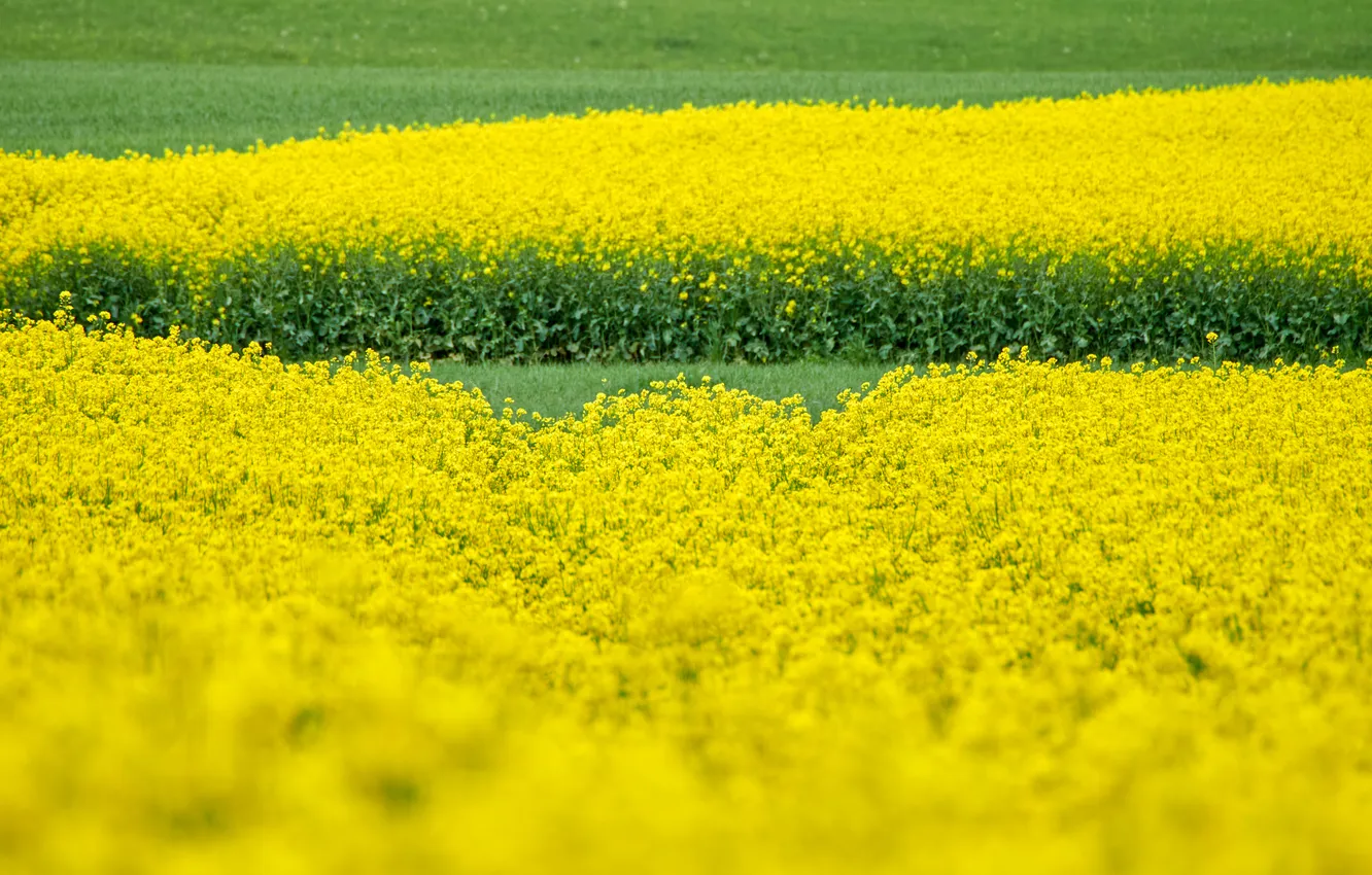 Photo wallpaper flowers, yellow, rape, rapeseed field