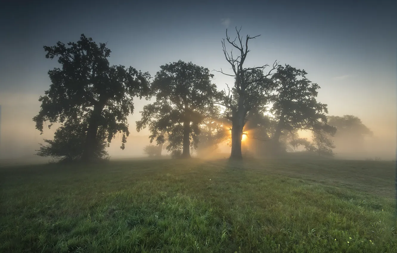 Photo wallpaper grass, the sun, trees, nature, fog, dawn, morning, Robert Kropacz