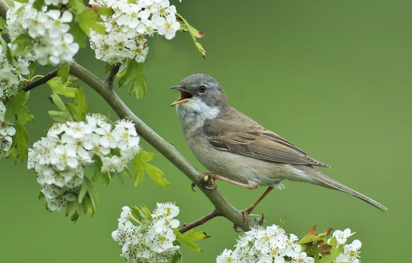 Photo wallpaper flowers, branches, bird, flowering, hawthorn, Warbler, Gray Warbler