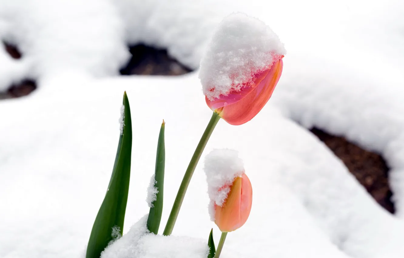 Photo wallpaper snow, Tulip, spring