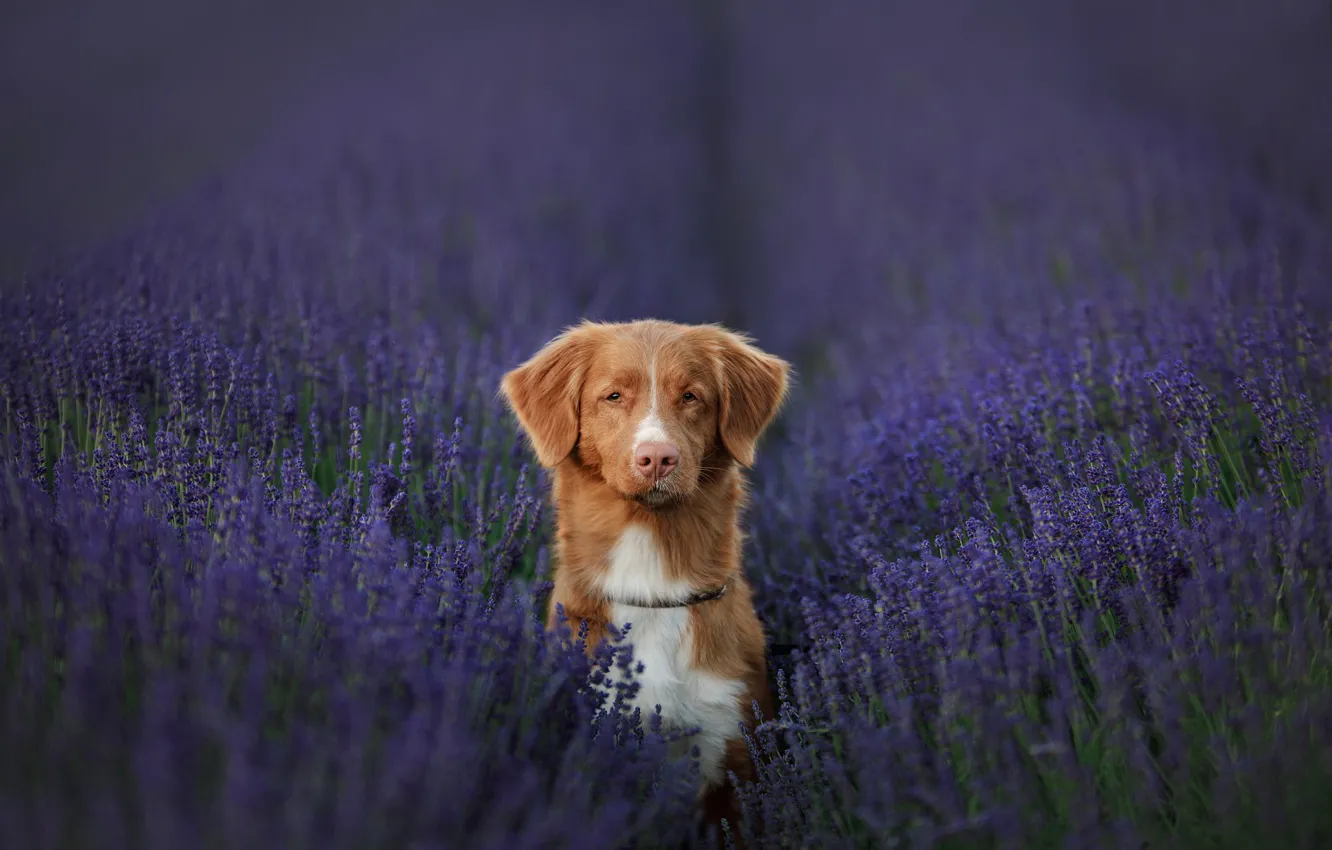Photo wallpaper summer, look, flowers, portrait, dog, space, red, face