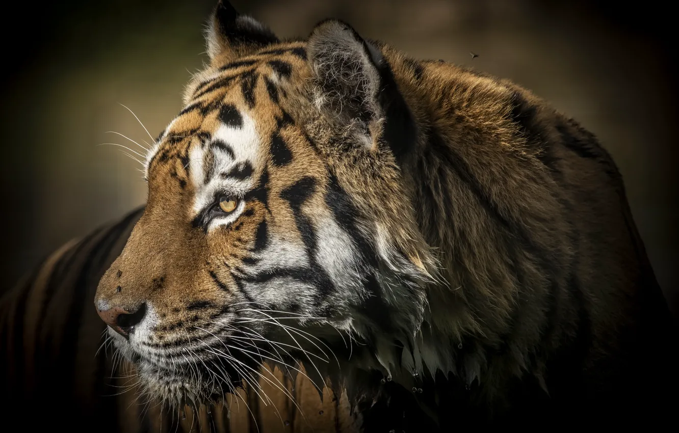 Photo wallpaper tiger, wet, predator, profile