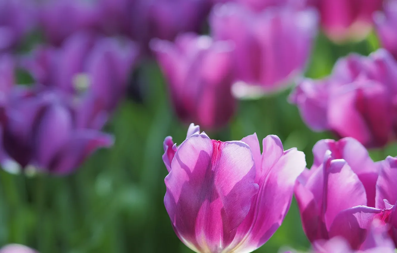 Photo wallpaper light, spring, tulips, pink, buds, bokeh