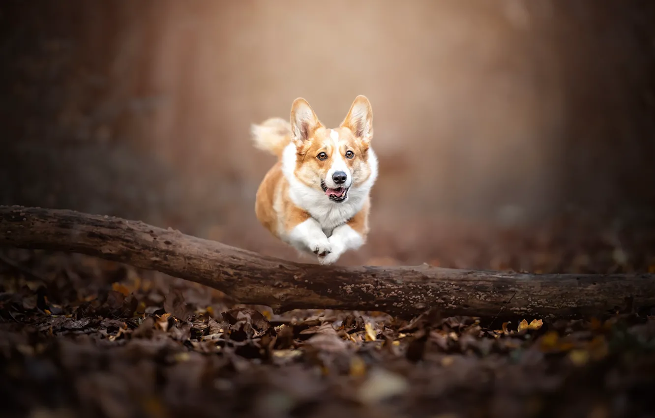 Photo wallpaper autumn, jump, dog, running, walk, log, bokeh, Welsh Corgi
