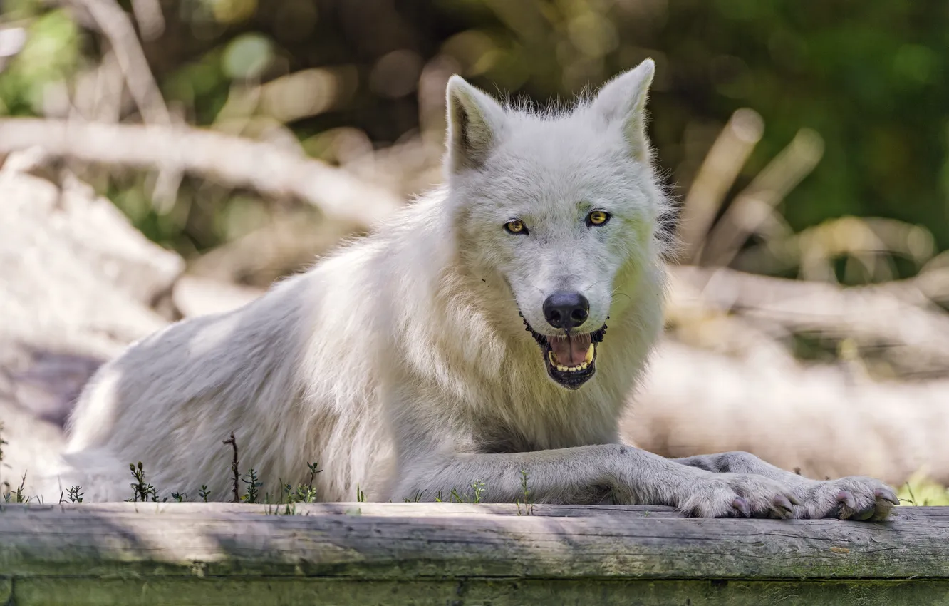 Photo wallpaper predator, white wolf, ©Tambako The Jaguar