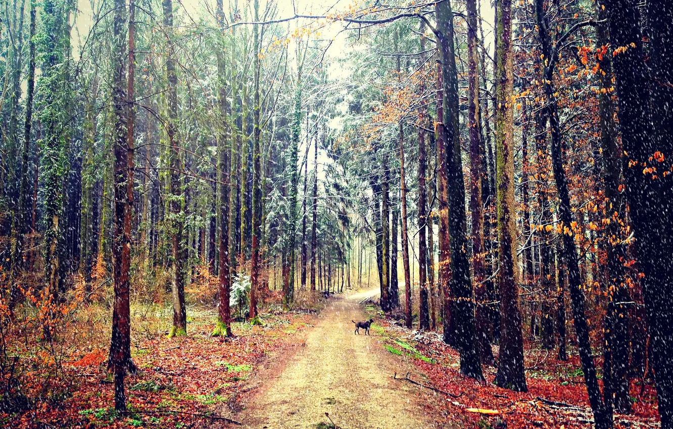 Photo wallpaper road, autumn, forest, snow, dog
