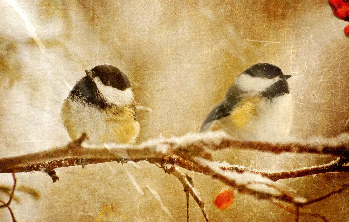 Photo wallpaper branches, berries, tit