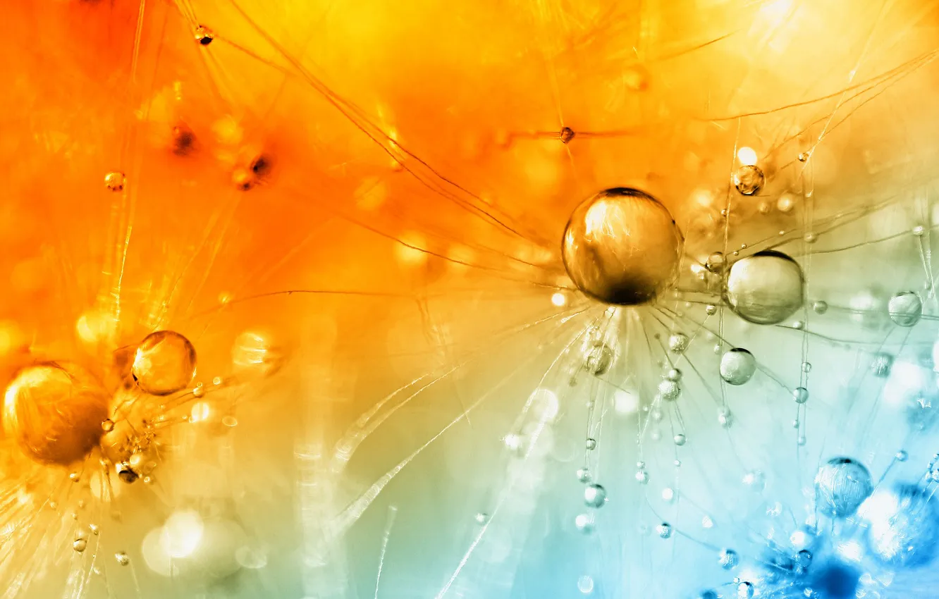 Photo wallpaper drops, light, Rosa, color, blade of grass