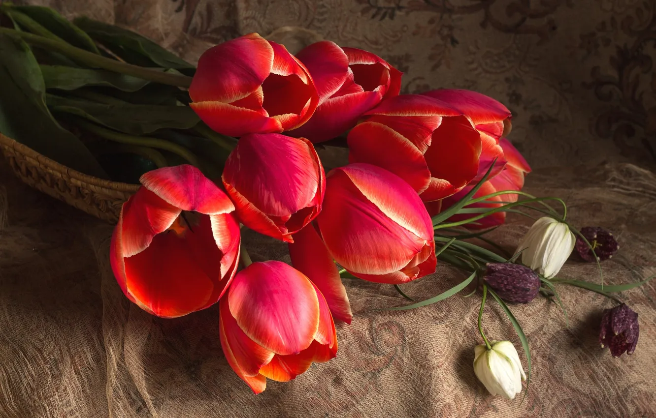 Photo wallpaper red, tulips, grouse