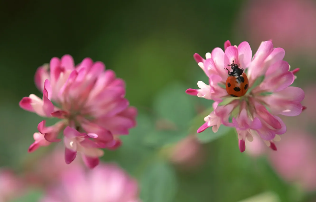 Photo wallpaper flower, green, pink, ladybug, clover, bug