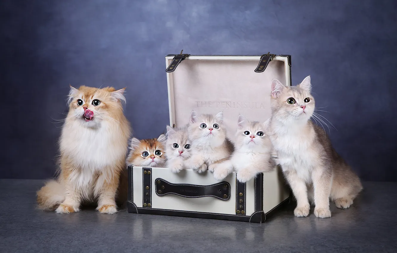 Photo wallpaper look, cats, pose, kittens, faces