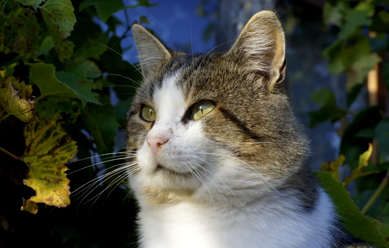 Photo wallpaper autumn, eyes, cat, mustache, look, leaves, green