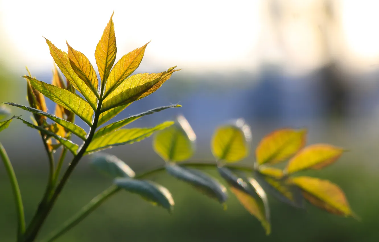 Photo wallpaper spring, leaf, twig