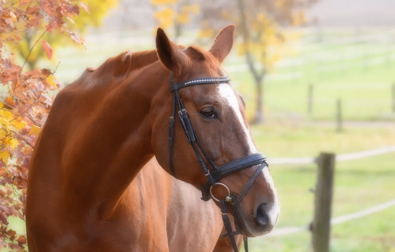 Photo wallpaper look, animal, horse