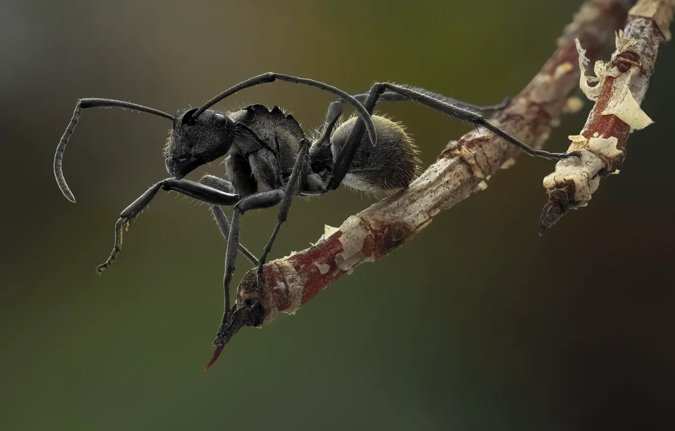 Photo wallpaper background, black, legs, hairs, ant, antennae