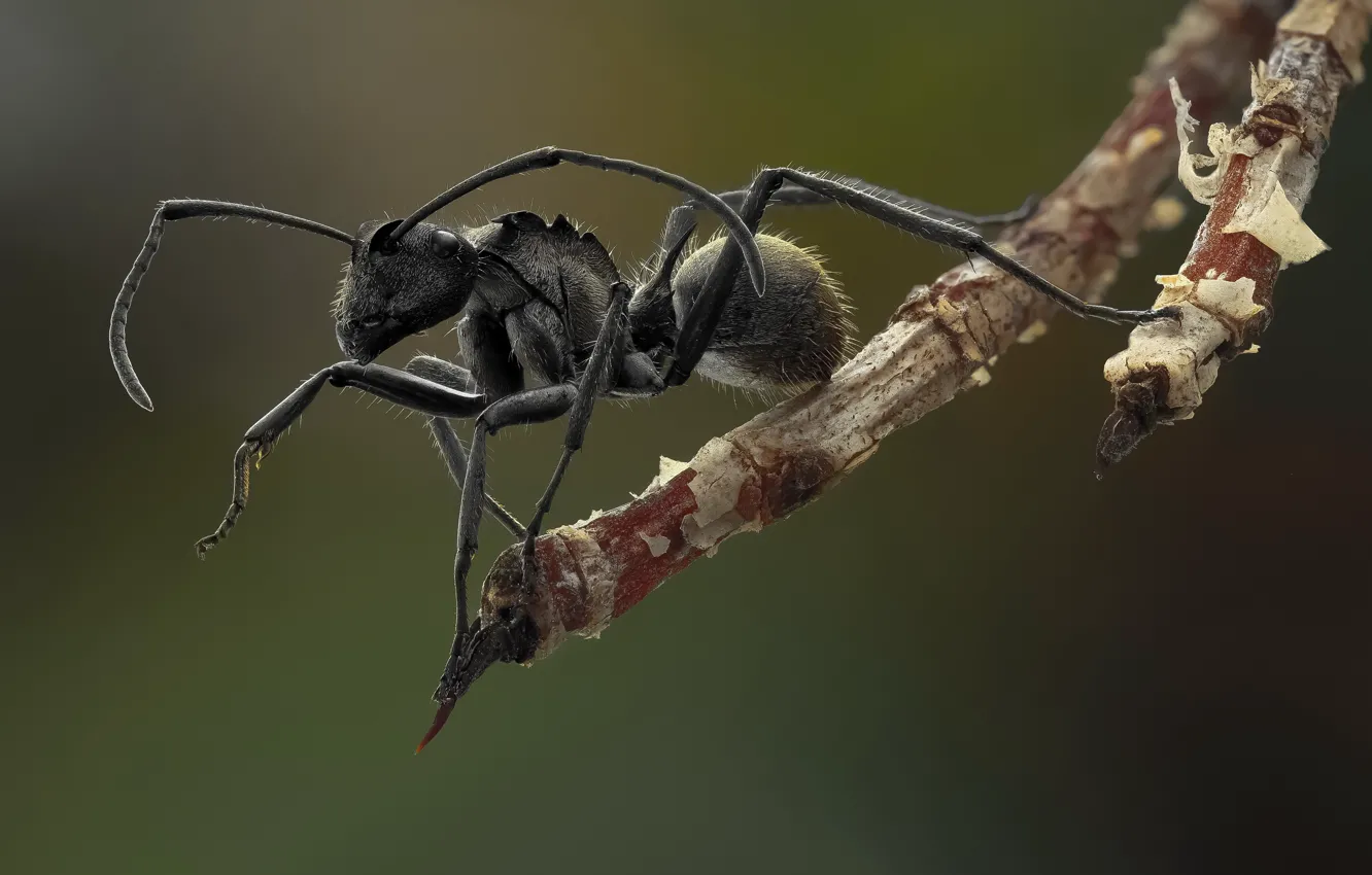 Photo wallpaper background, black, legs, hairs, ants, antennae