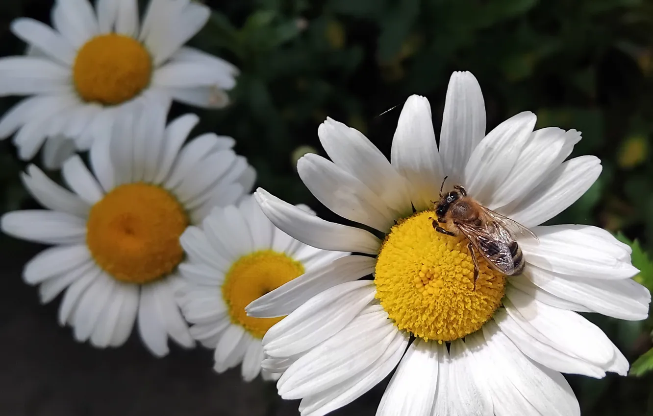 Photo wallpaper summer, chamomile, bee
