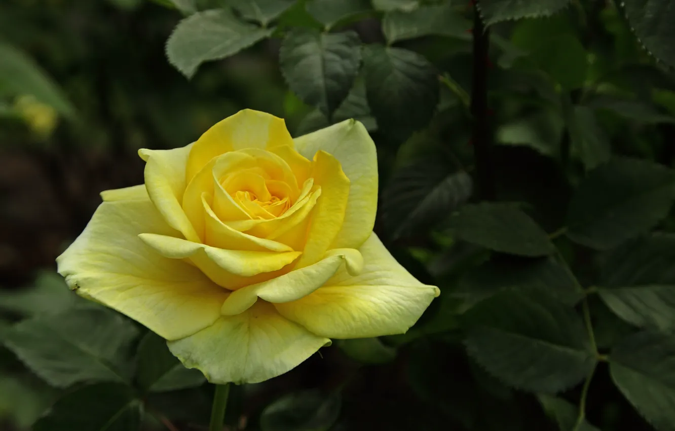 Photo wallpaper yellow, roses, buds