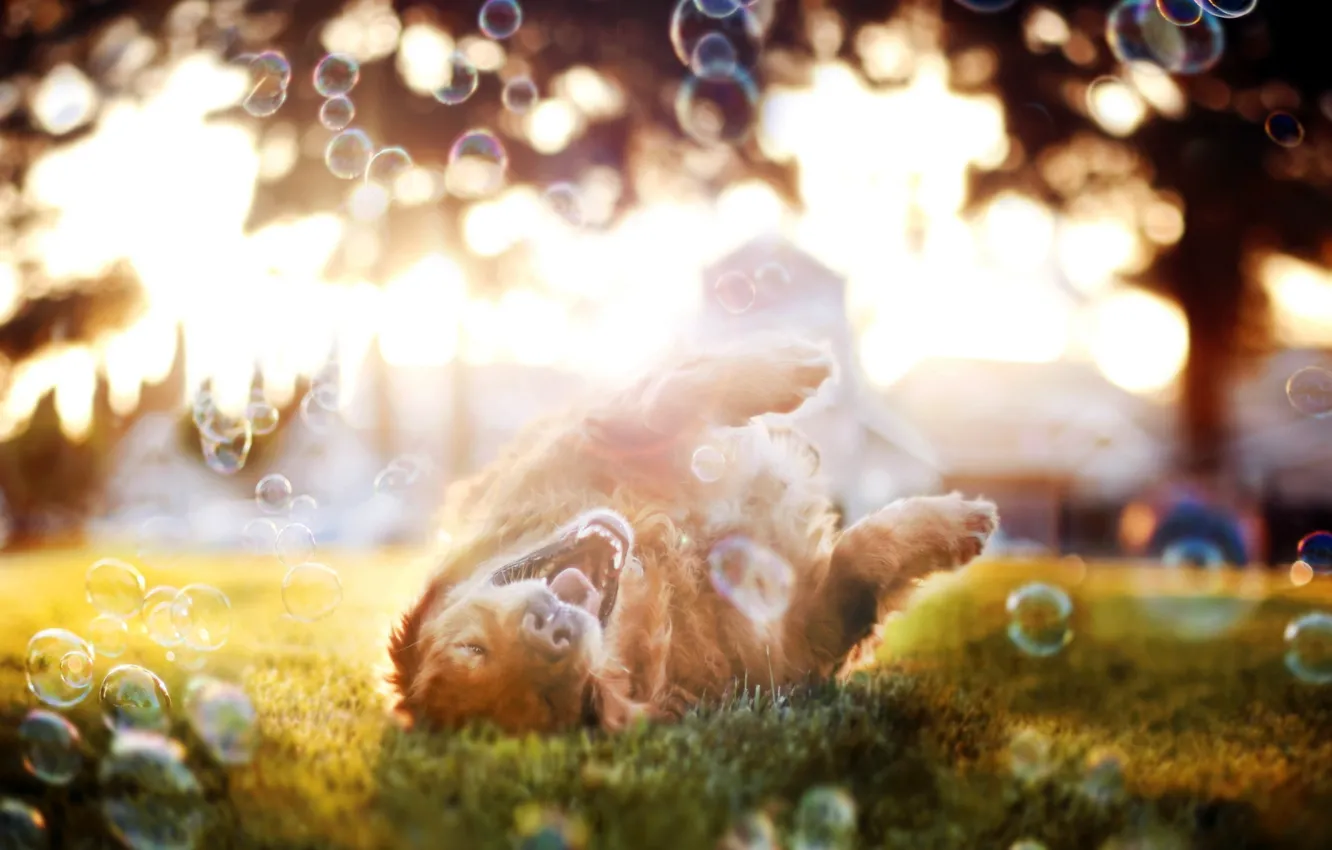 Photo wallpaper summer, bubbles, each, dog