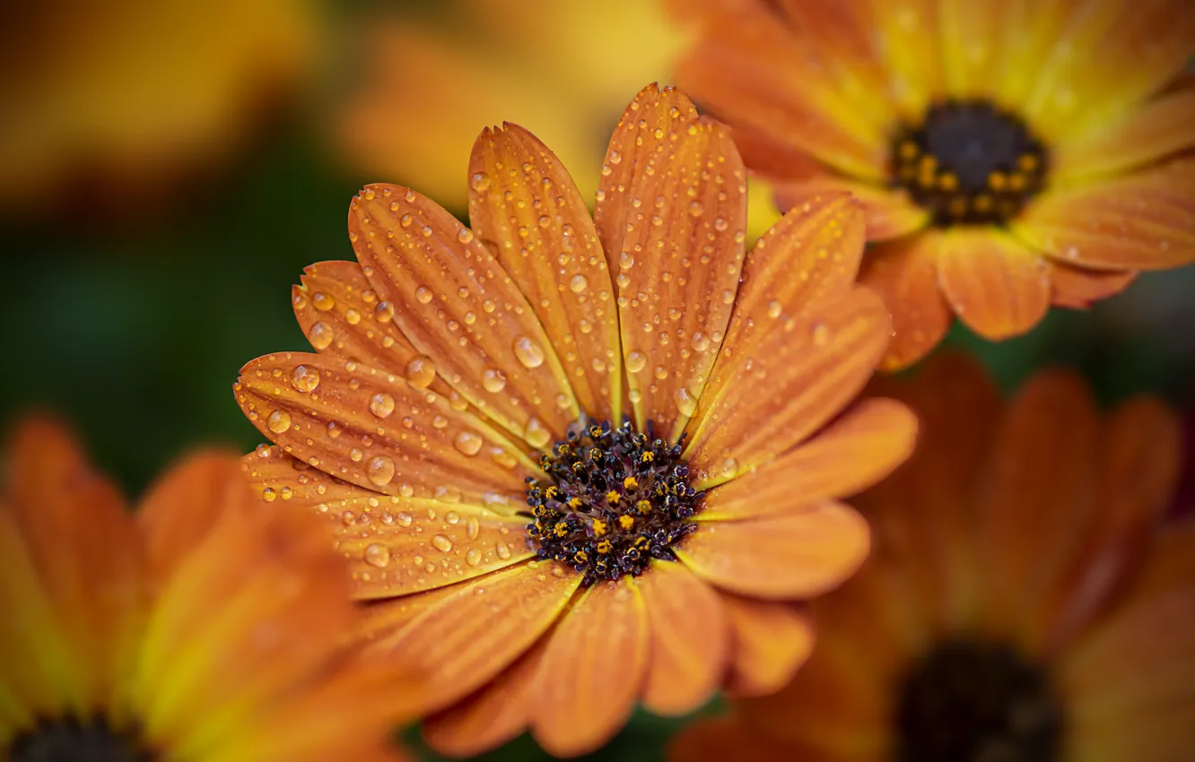 Photo wallpaper drops, macro, flowers, orange, Osteospermum