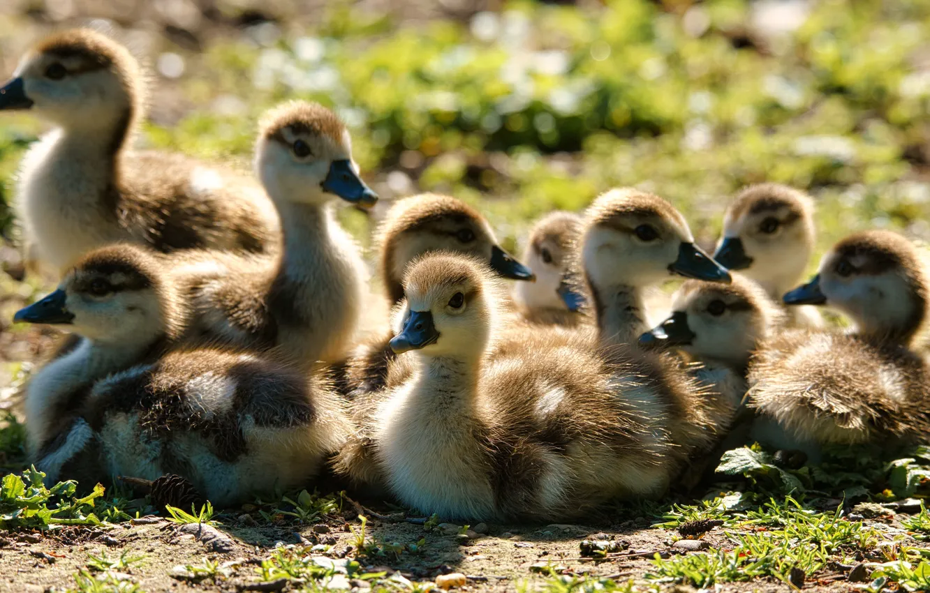 Photo wallpaper bird, duck, company, duck, Chicks, a lot, brood