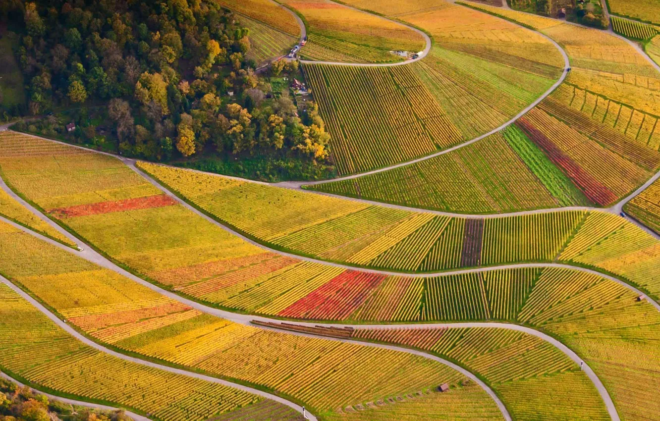 Photo wallpaper trees, Germany, vineyard, Baden-Württemberg