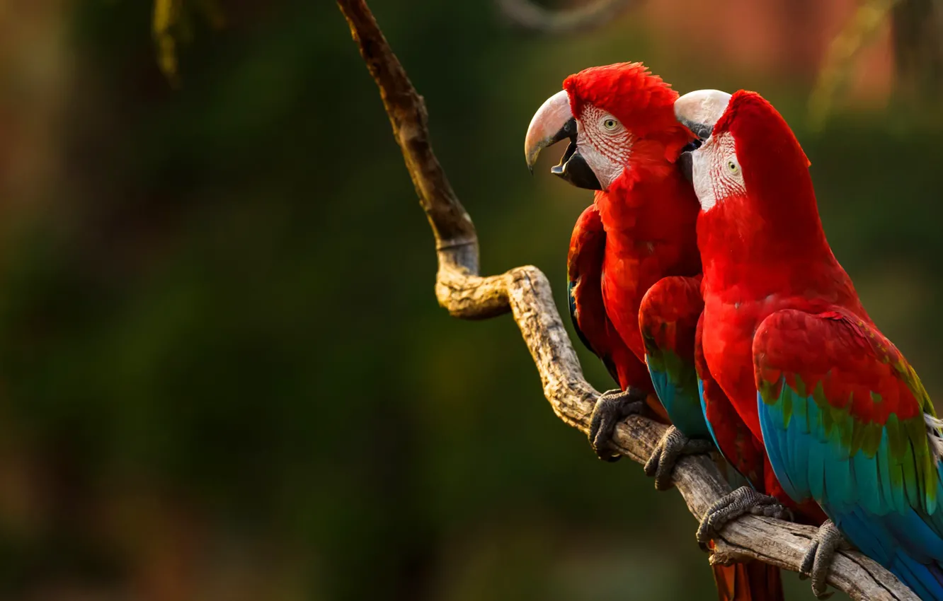 Photo wallpaper birds, branch, beak, parrot, green-winged macaw