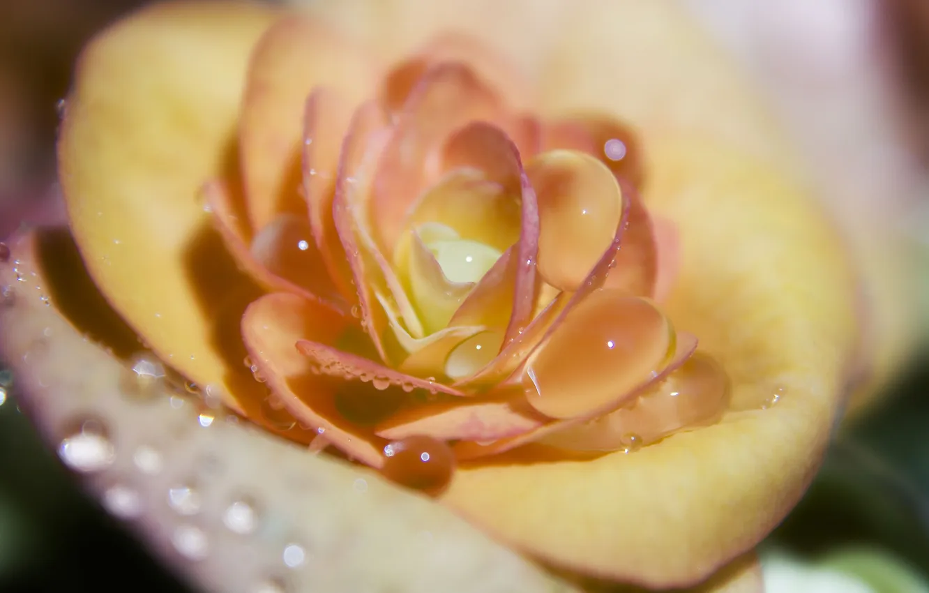 Photo wallpaper drops, macro, flowers, yellow, Rosa, tenderness, roses