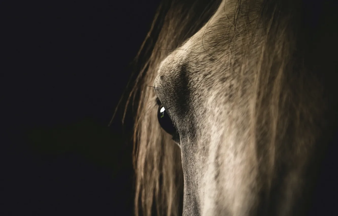 Photo wallpaper face, macro, horse