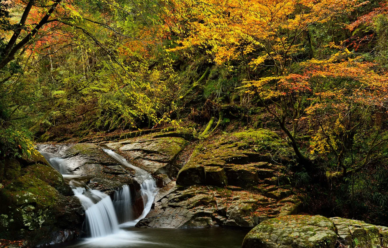 Photo wallpaper autumn, forest, trees, stream, stones, rocks