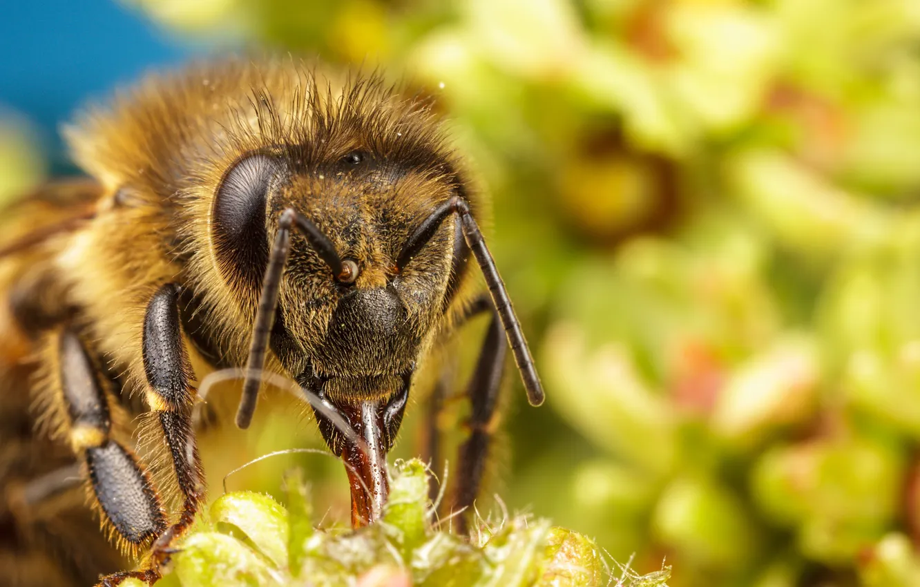 Photo wallpaper greens, flowers, bee, insect