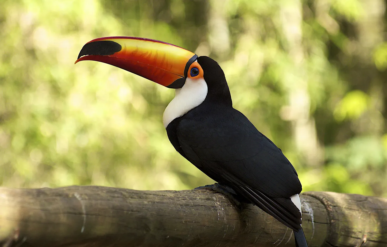 Photo wallpaper bird, branch, Toucan