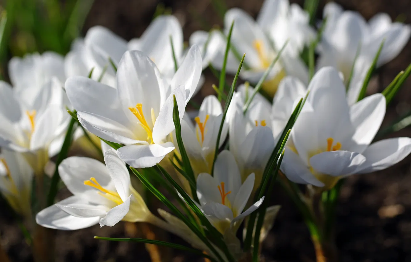 Photo wallpaper macro, joy, flowers, nature, tenderness, plant, beauty, spring
