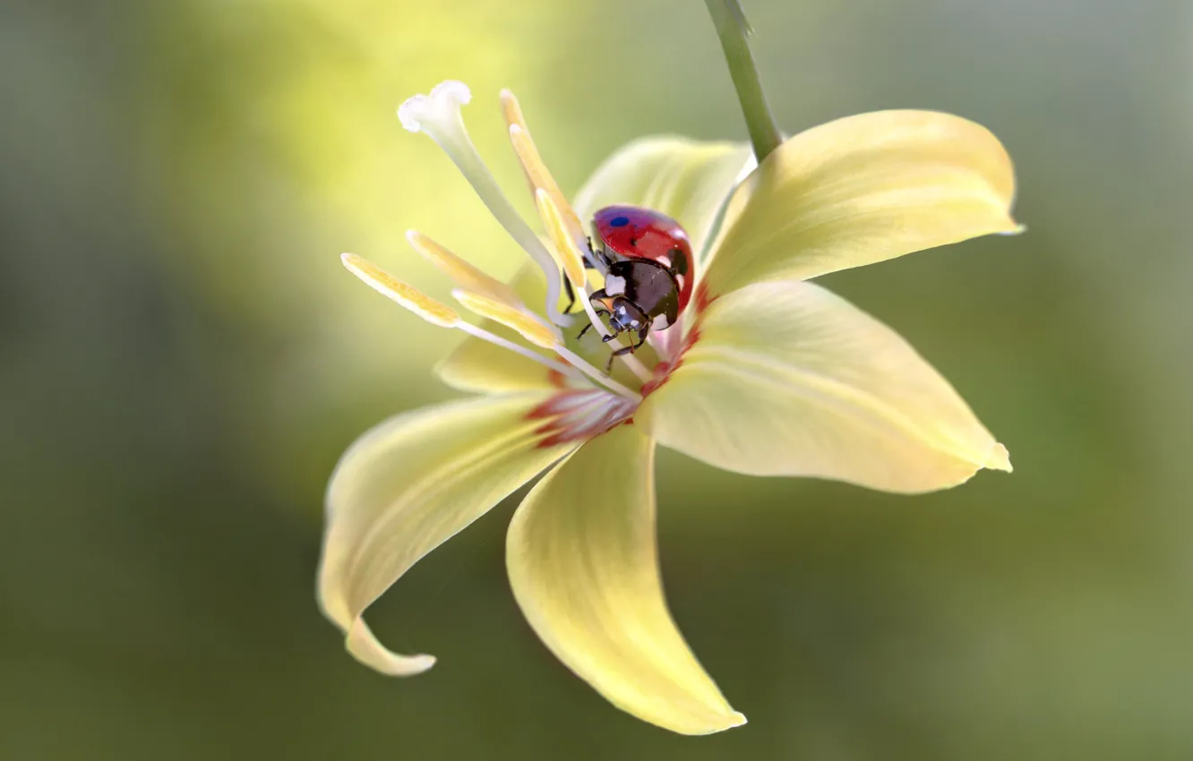 Photo wallpaper flower, macro, background, ladybug, beetle, insect